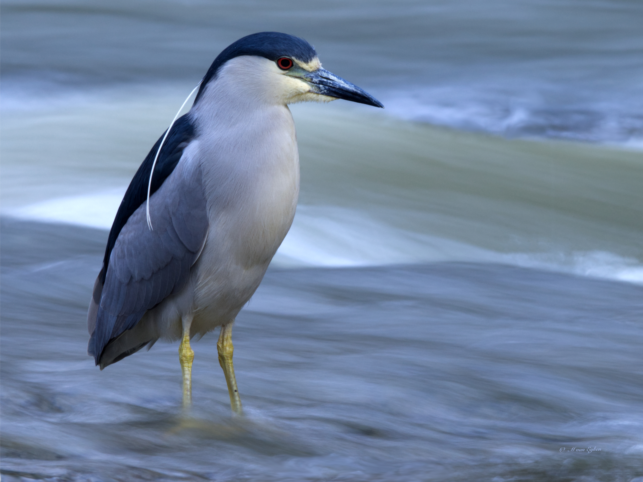 Black-crowned